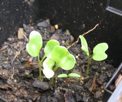 photo_5
