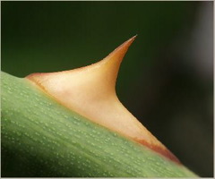 photo_6