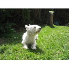 IMG_0087.JPG.thumb