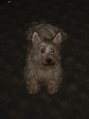 DSC00040.JPG